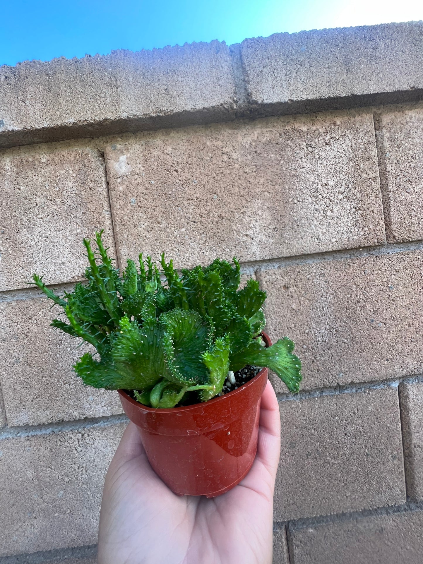 Euphorbia Flanaganii * Green Coral*