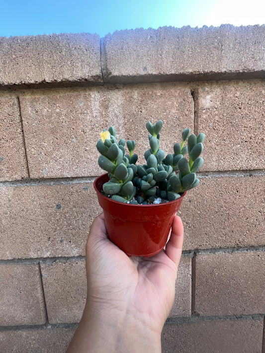 Delosperma Lehmannii *Ice Plant*