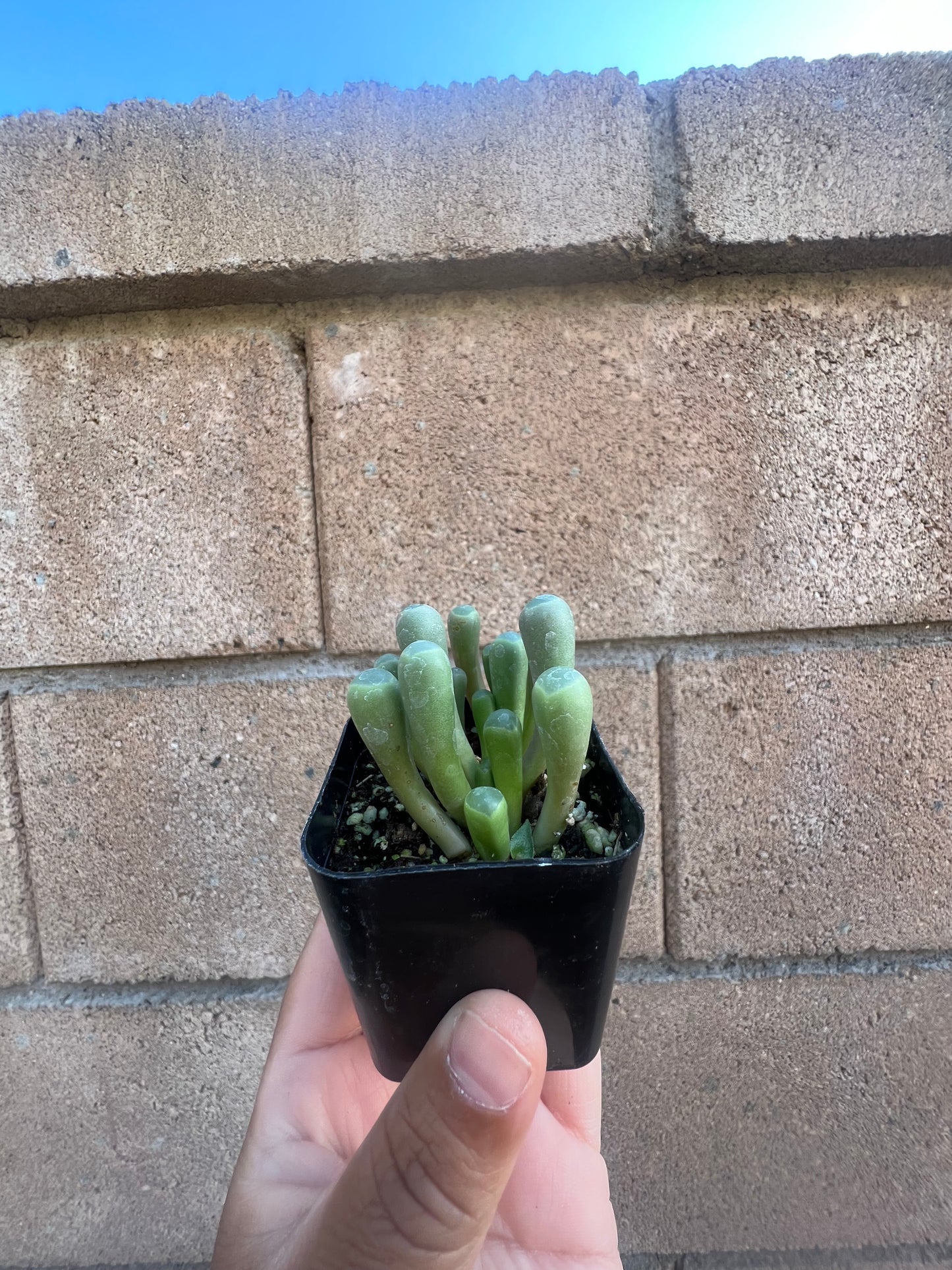 Frithia Pulchra *Baby Toes*