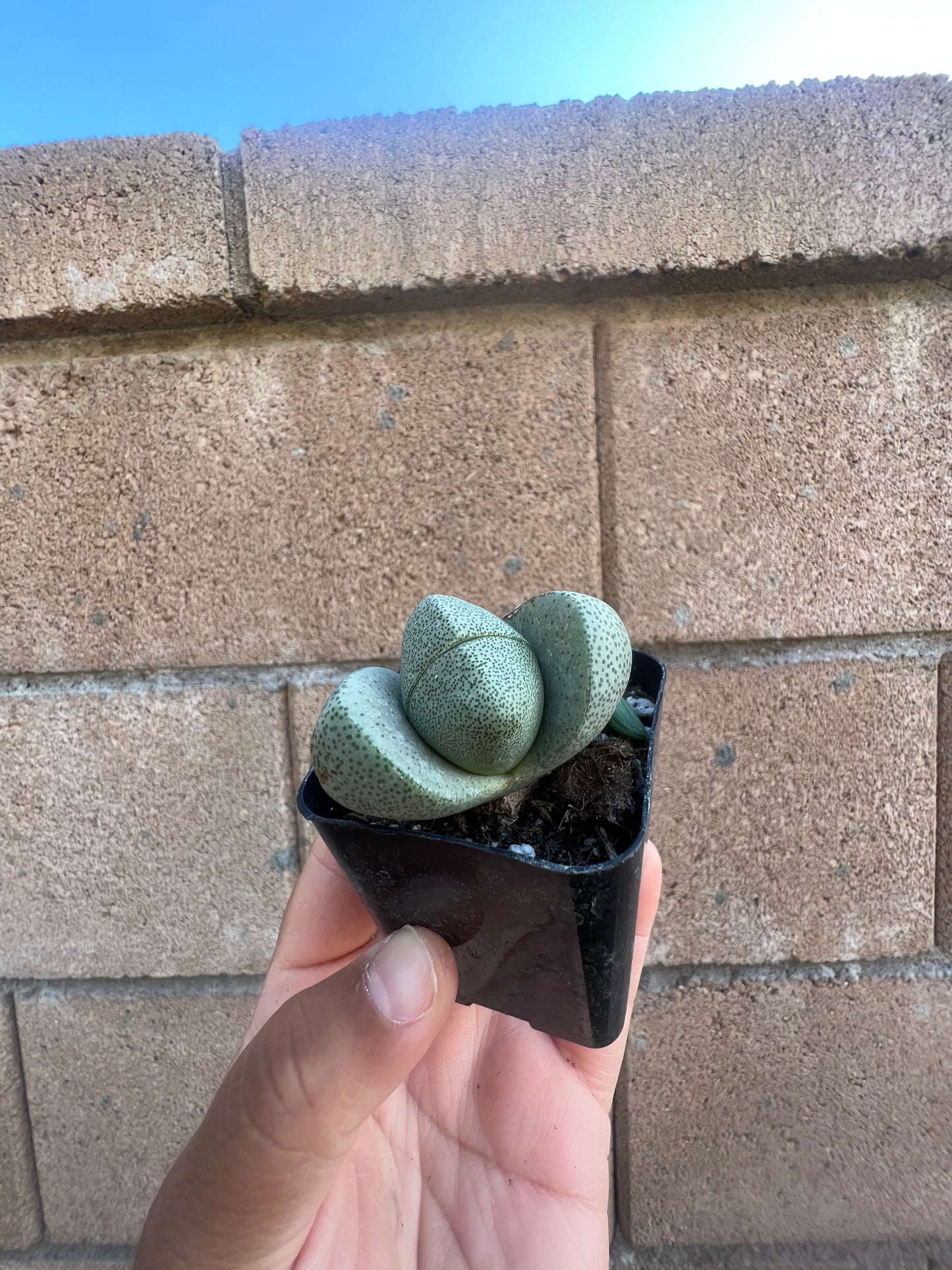 Pleiospilos Nelii * Split Rock Succulent*