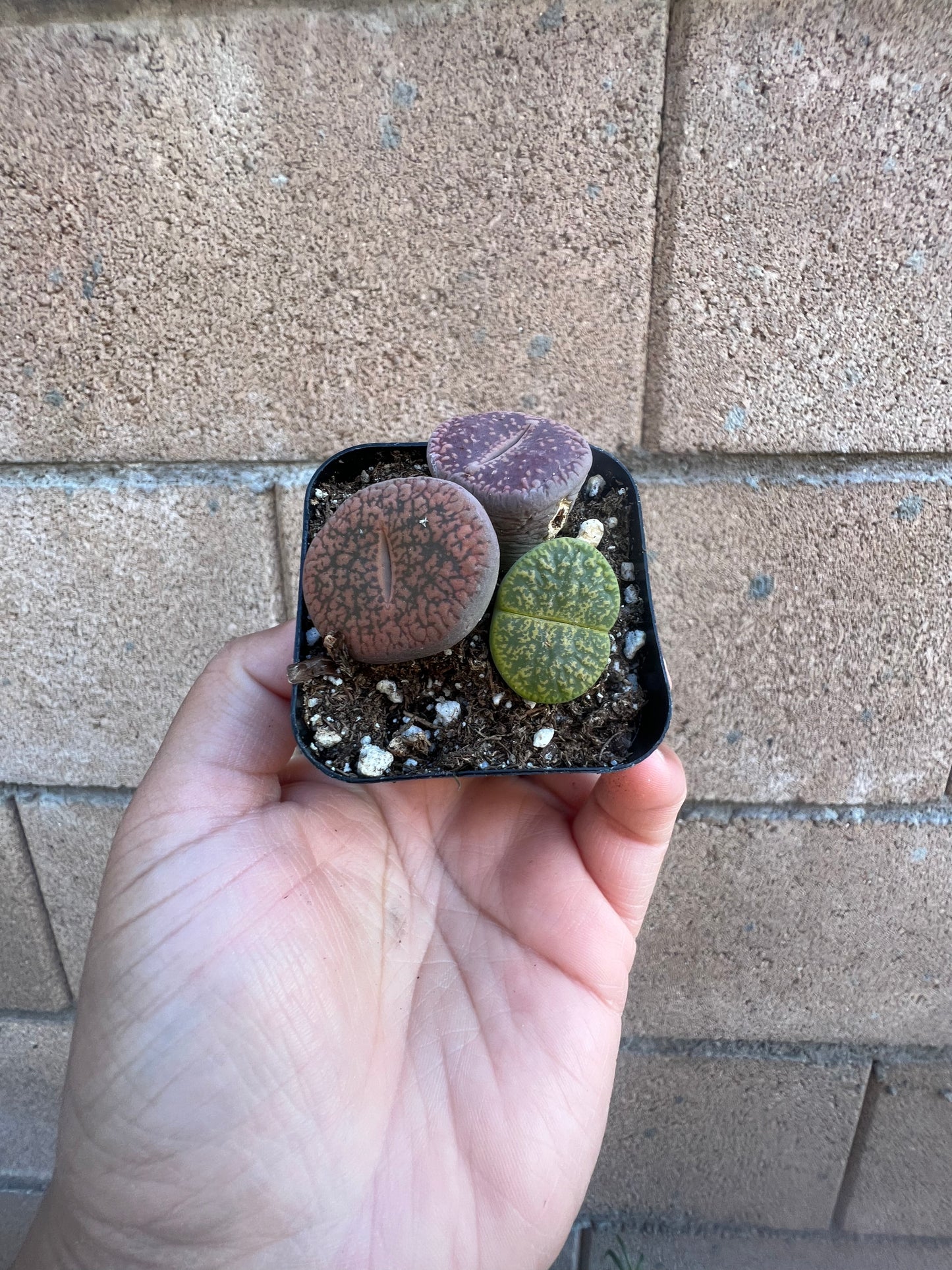 Lithops *Living Rocks*