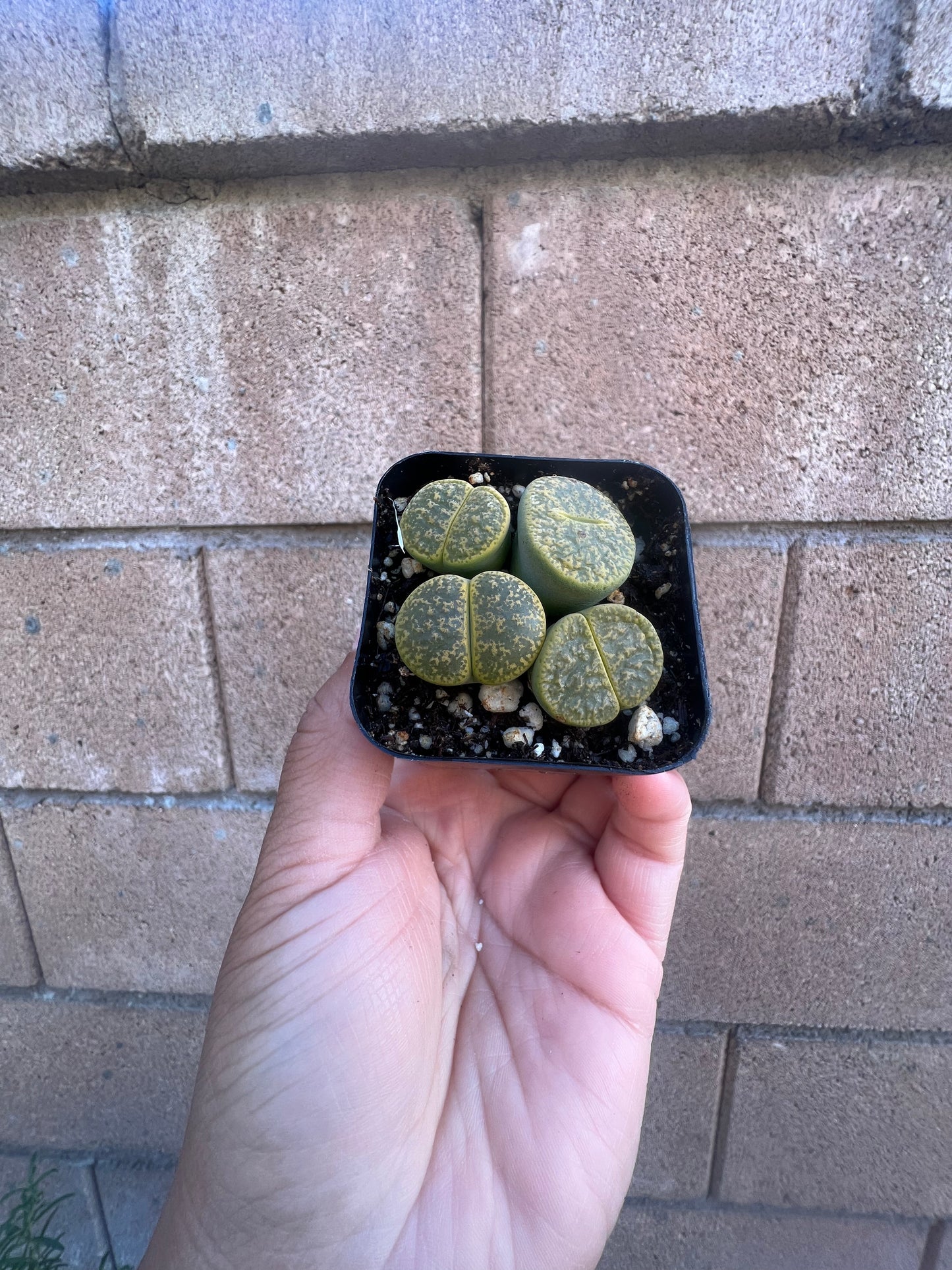 Lithops *Living Rocks*