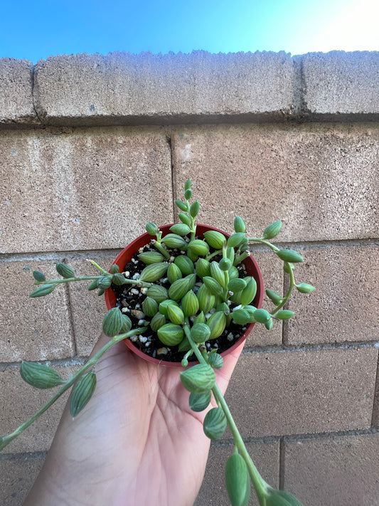 Senecio Herreanus *String of Watermelons*