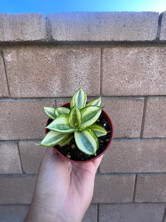 Sanseveria Hahnii *Gold Star*