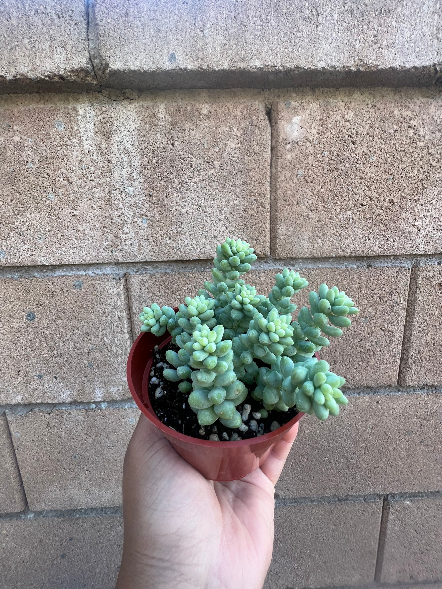 Sedum Morganianum *Donkey Tail*