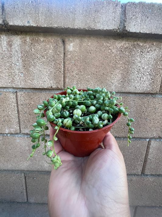 Variegated String of Pearls