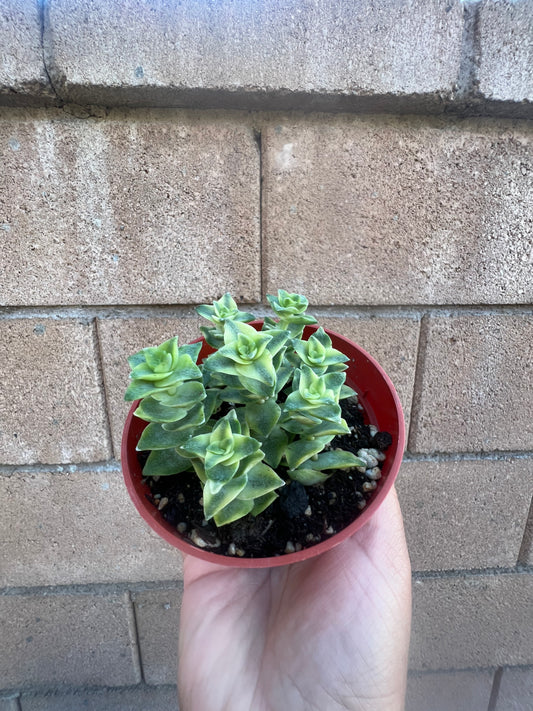 Crassula Perforata *Variegated String of Buttons*