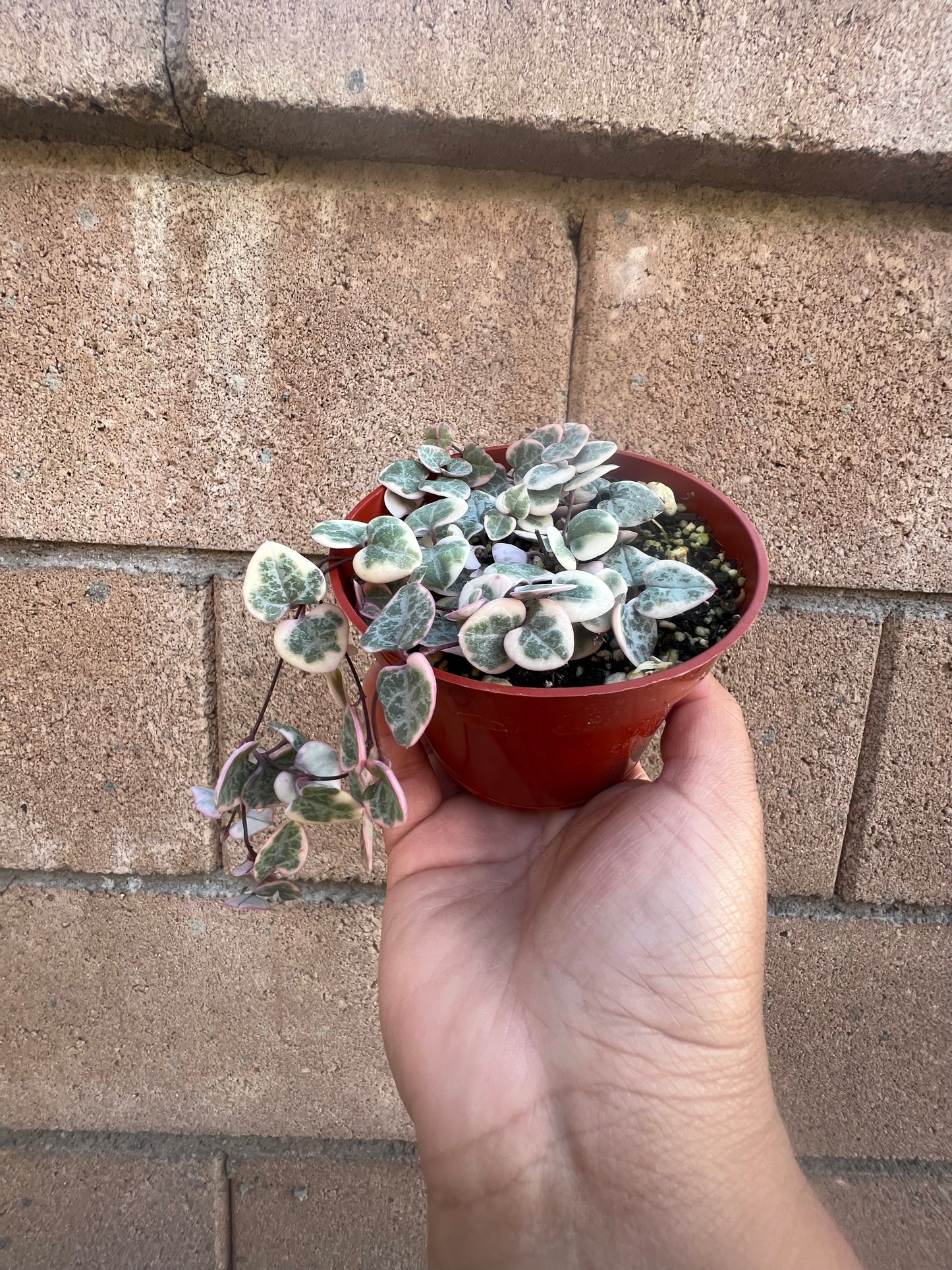 Variegated String of Hearts