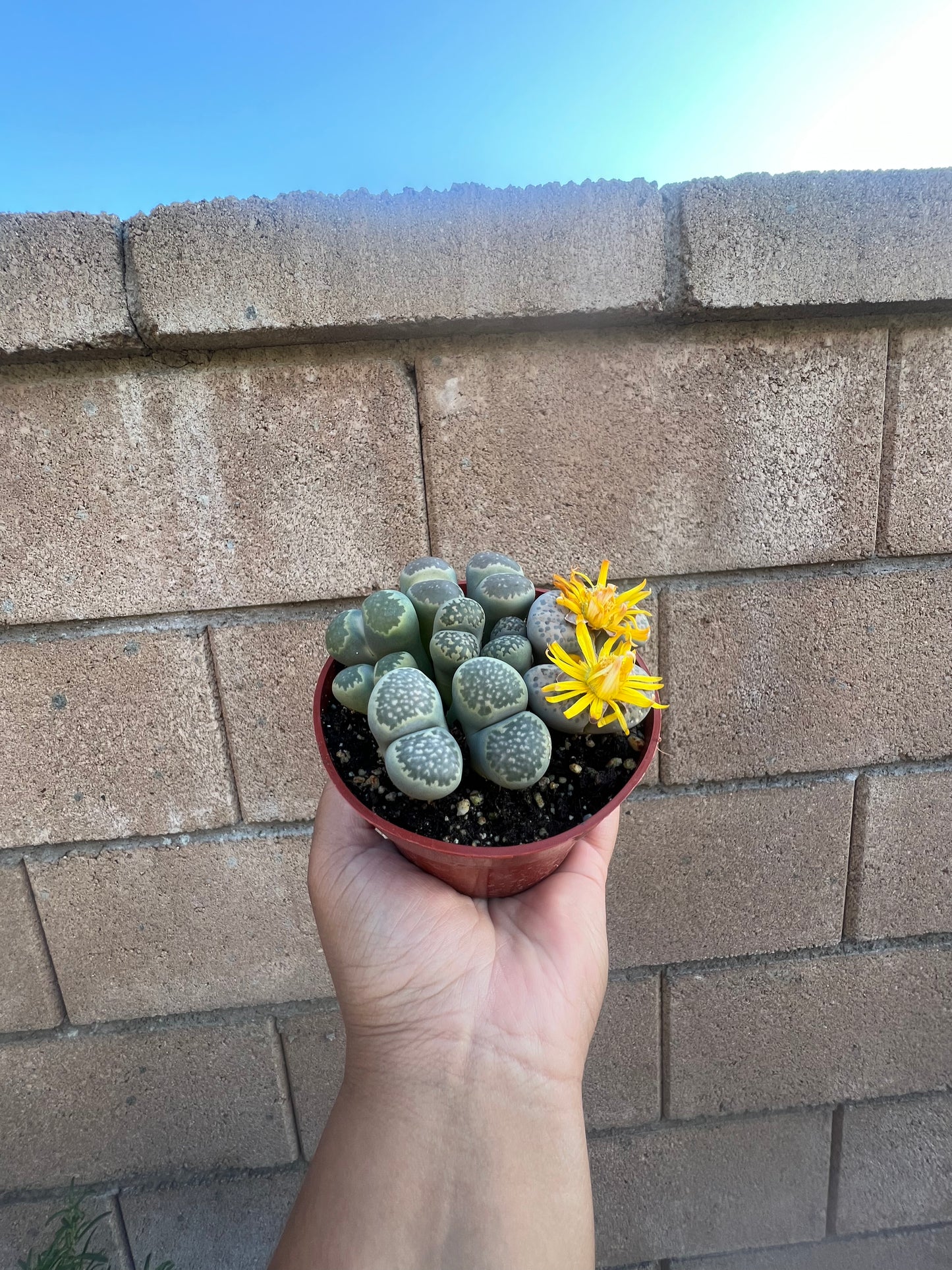 Lithops *Living Rocks*