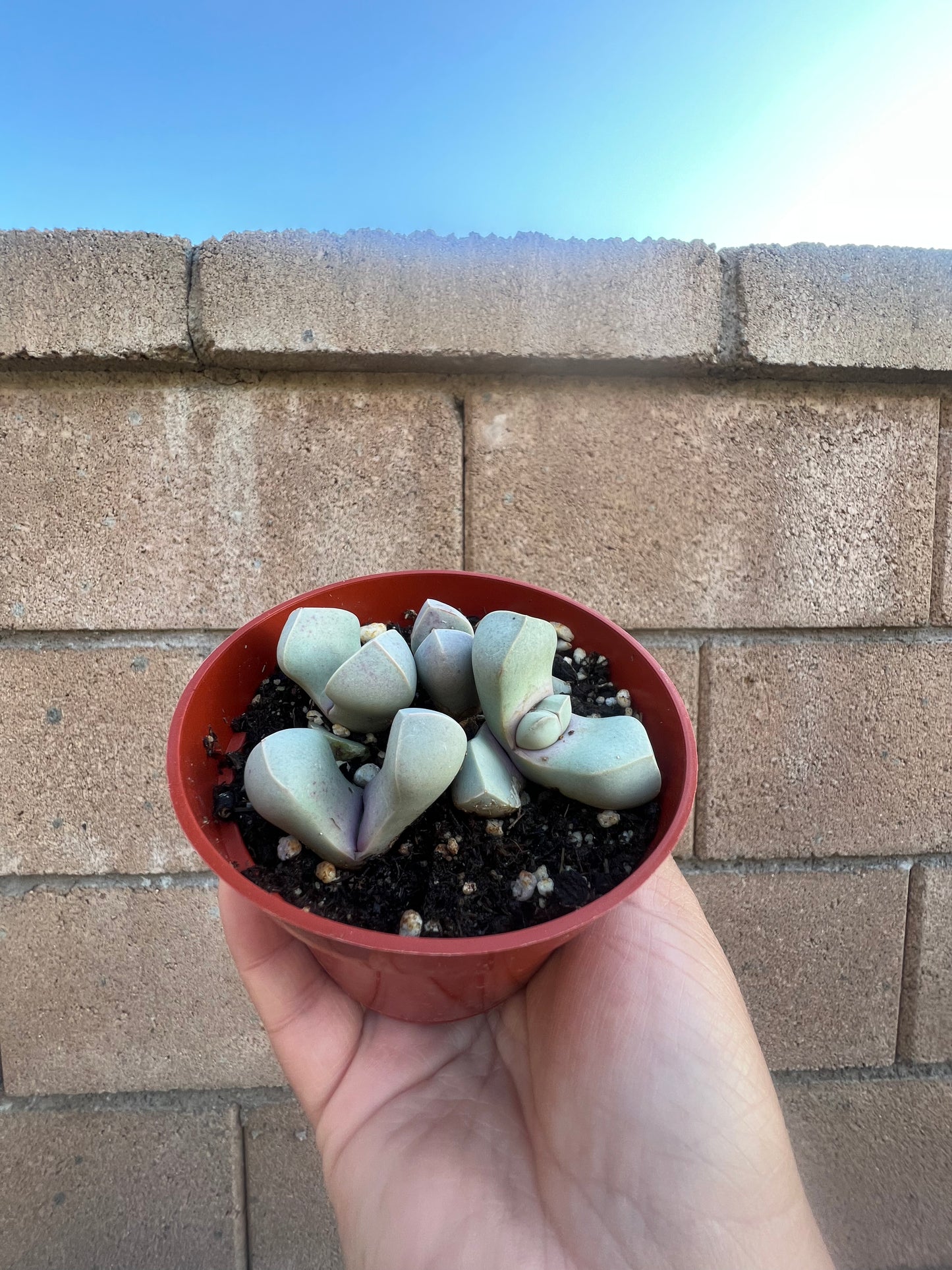 Lapidaria Margaretae *Karoo Rose*