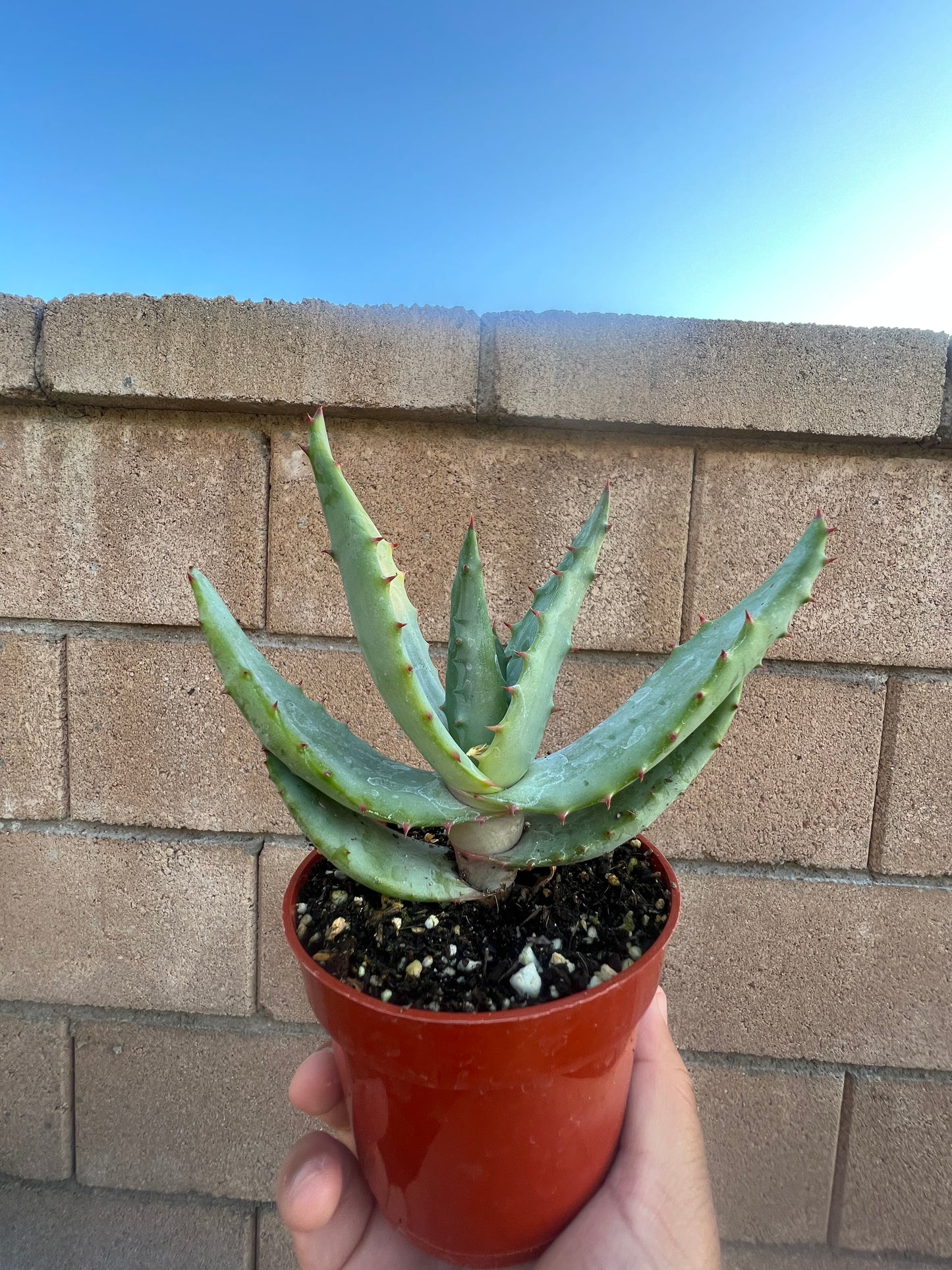 Aloe Peglerae