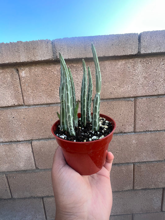 Kleinia Senecio Stapeliiformis *Pickle Plant*